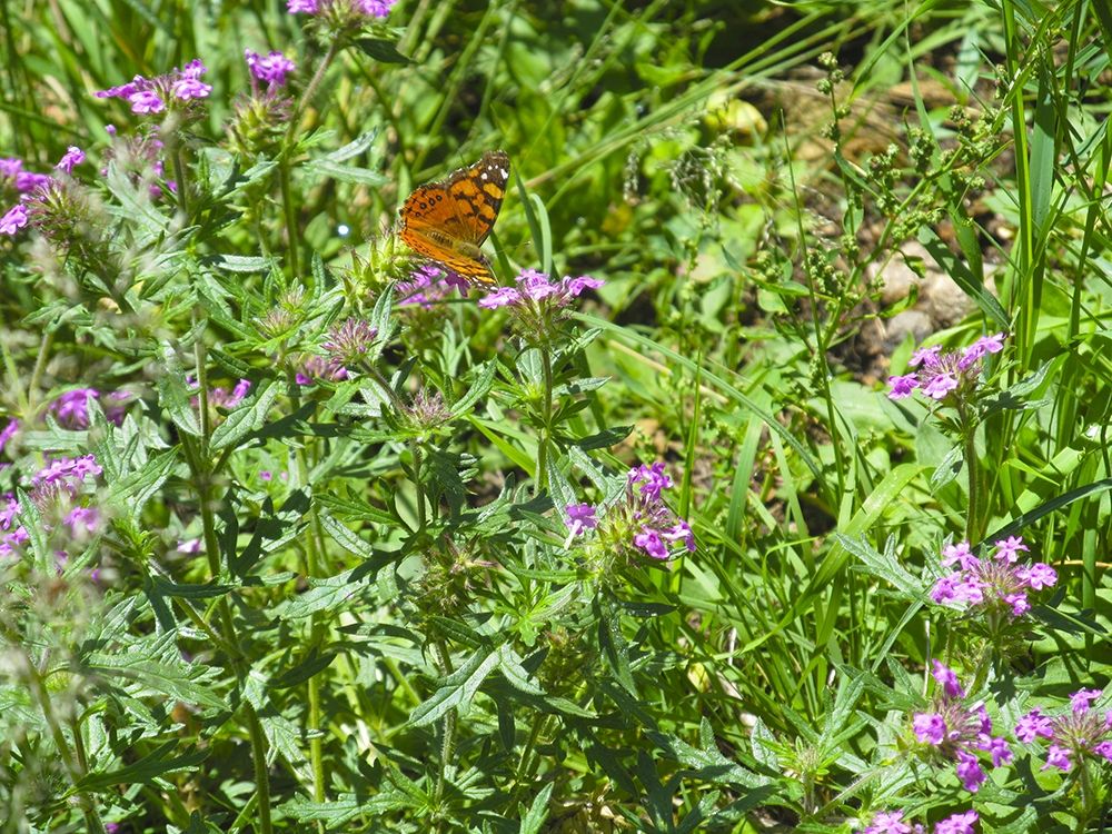Butterfly I art print by William Tenoever for $57.95 CAD