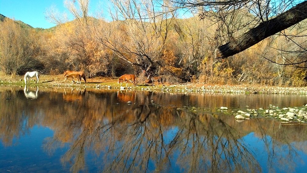 Wild Horses III art print by William Tenoever for $57.95 CAD