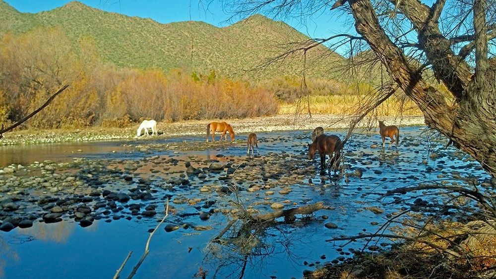 Wild Horses IV art print by William Tenoever for $57.95 CAD