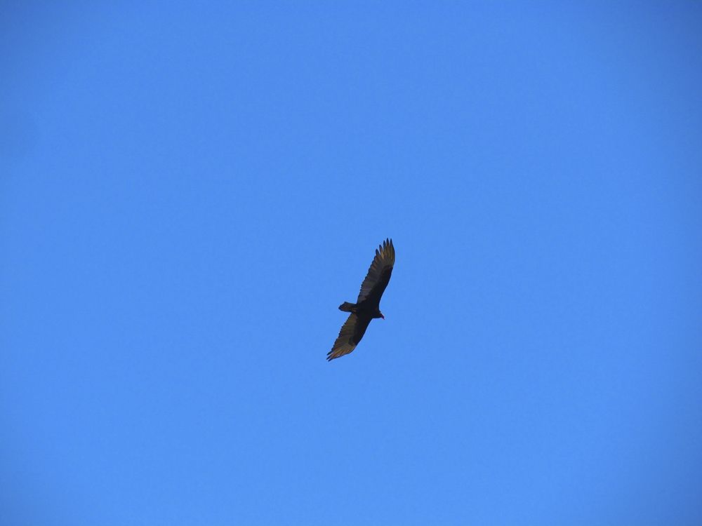Turkey Vulture I art print by William Tenoever for $57.95 CAD
