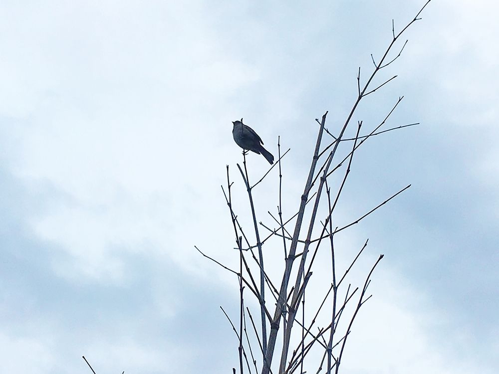 Bird Silhouette: Original art print by William Tenoever for $57.95 CAD