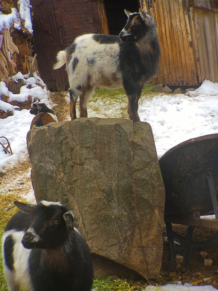 Three Goats art print by William Tenoever for $57.95 CAD
