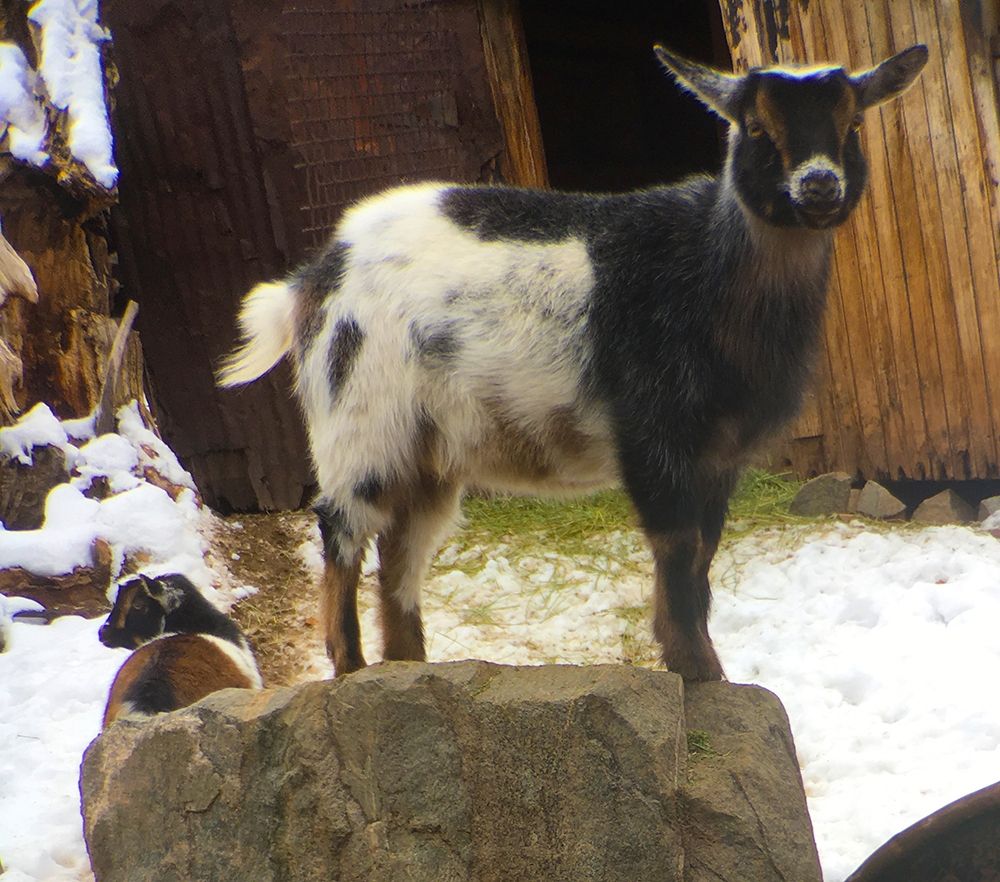 Two Goats art print by William Tenoever for $57.95 CAD