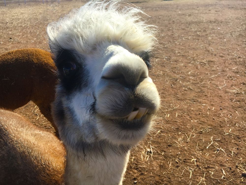 Alpaca I art print by William Tenoever for $57.95 CAD