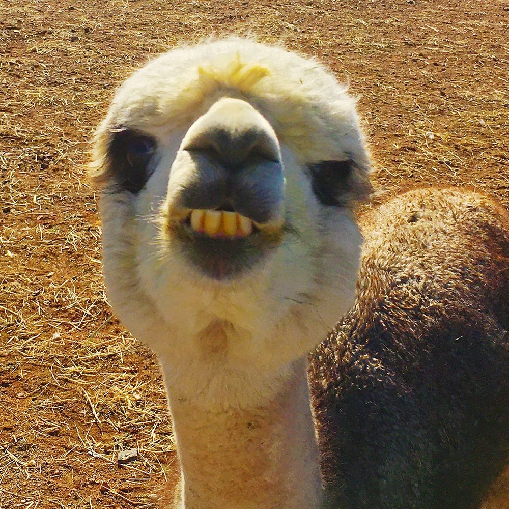 Alpaca II art print by William Tenoever for $57.95 CAD