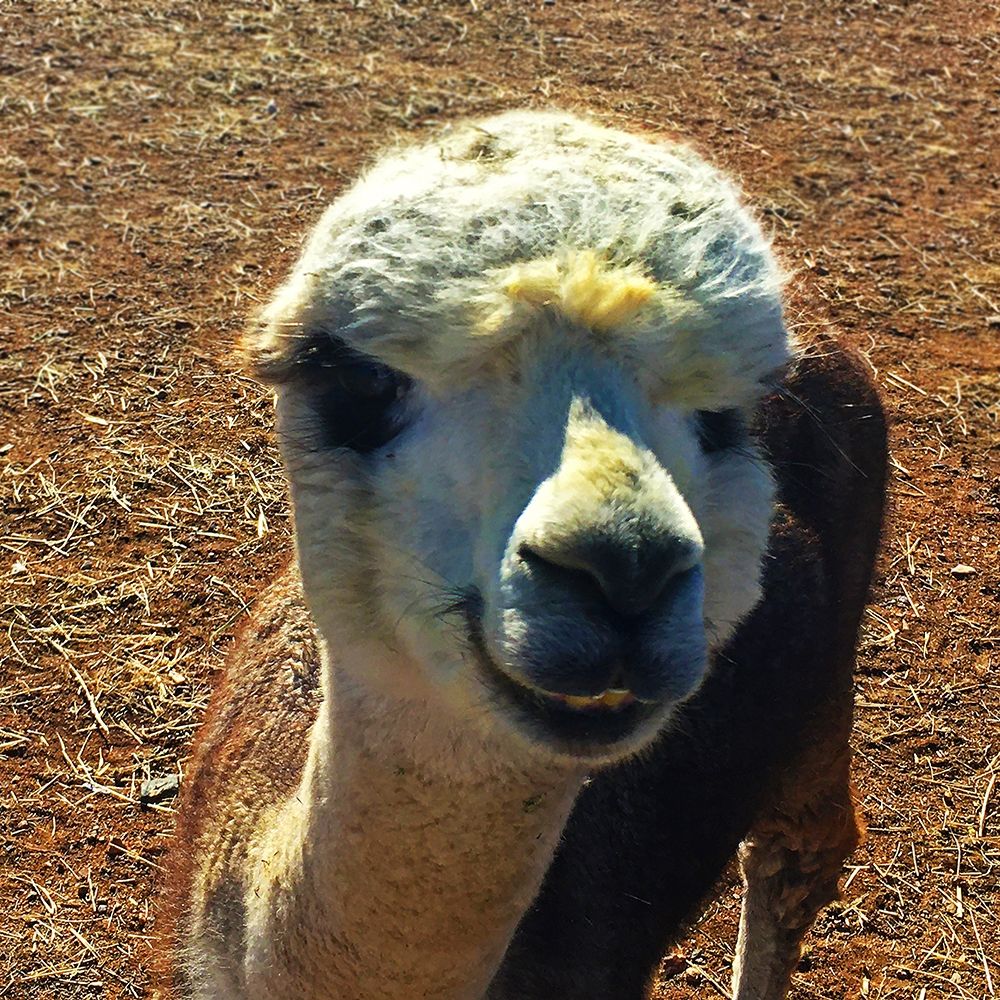 Alpaca III art print by William Tenoever for $57.95 CAD