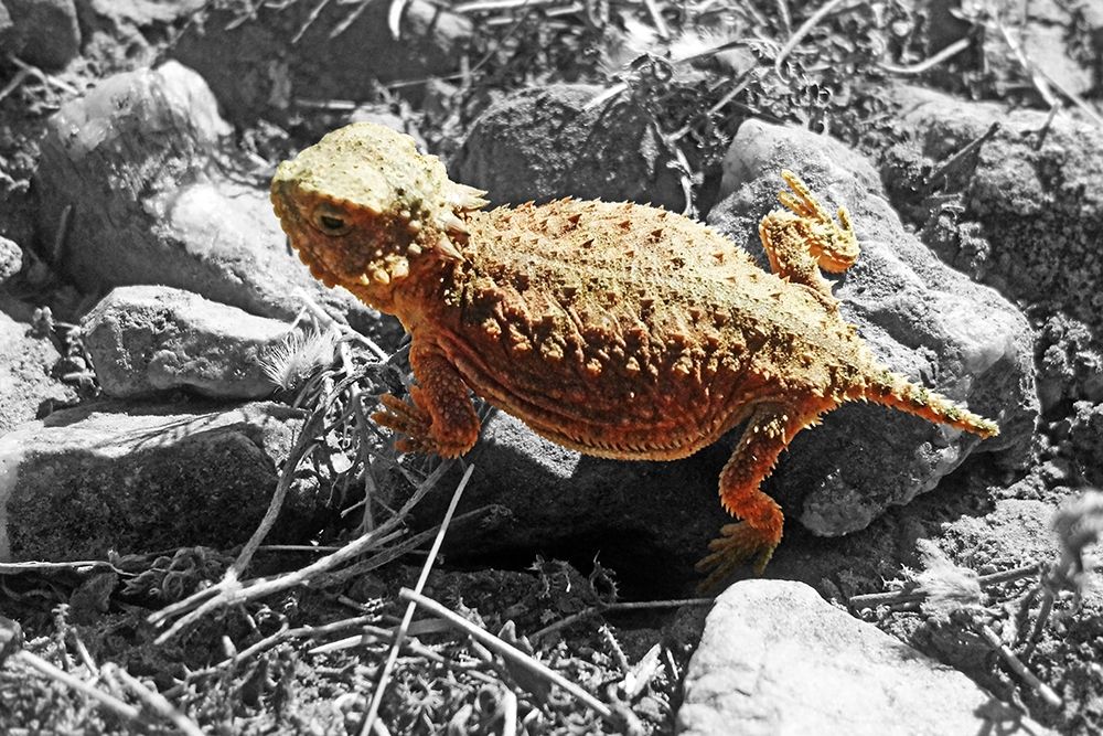 Horned Toad B-W b art print by William Tenoever for $57.95 CAD