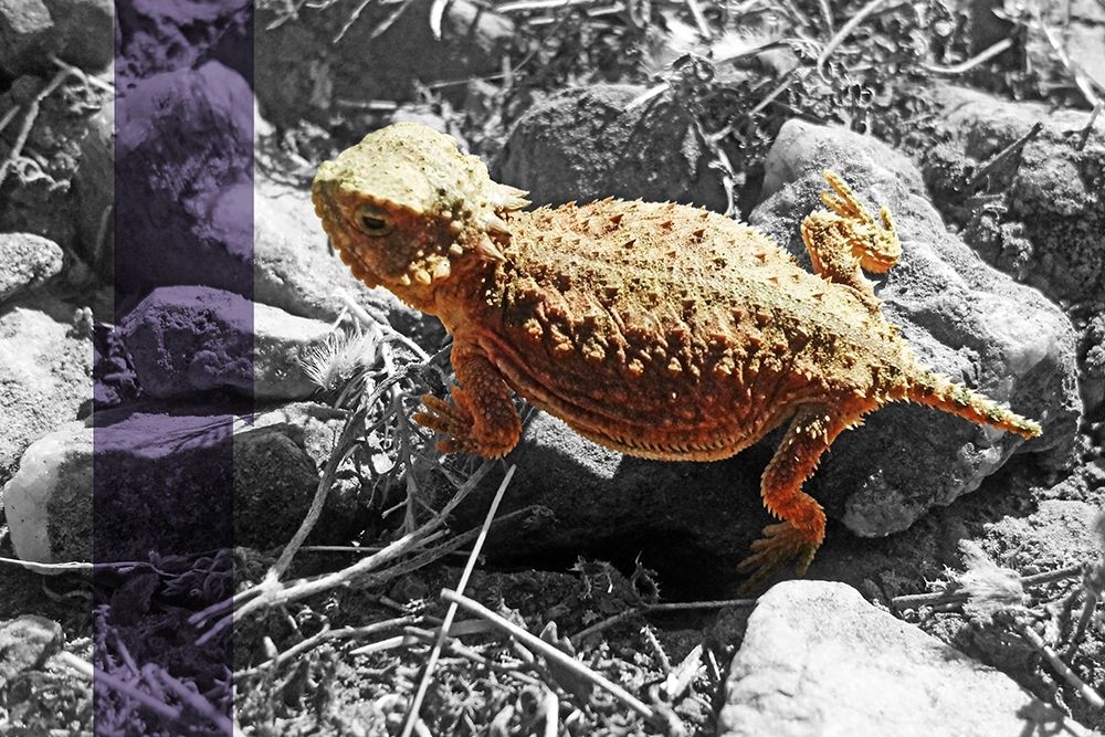 Horned Toad B-W Purple Stripe art print by William Tenoever for $57.95 CAD