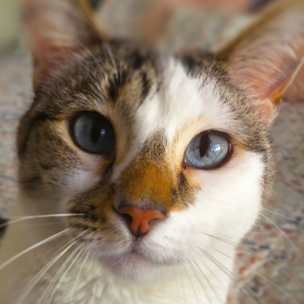 Gato art print by William Tenoever for $57.95 CAD