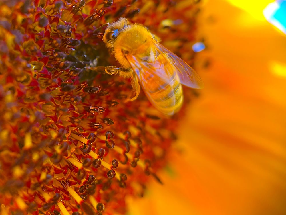 BeeOnSunflower1 art print by William Tenoever for $57.95 CAD