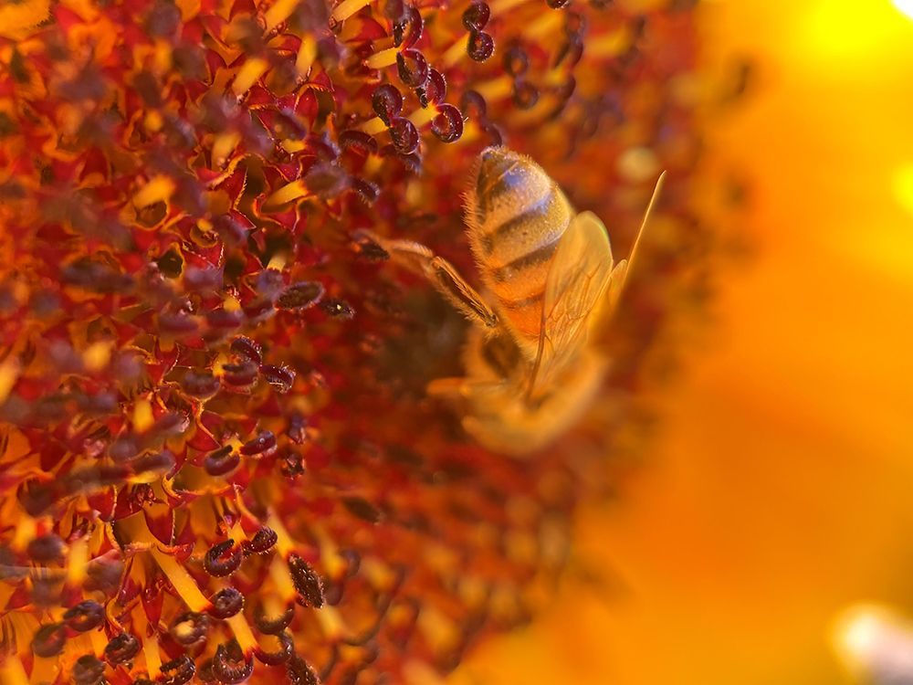 BeeOnSunflower2 art print by William Tenoever for $57.95 CAD