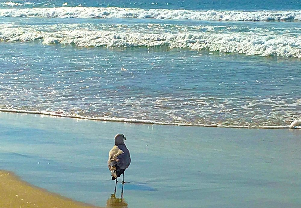 San Diego Seagull 1 art print by William Tenoever for $57.95 CAD