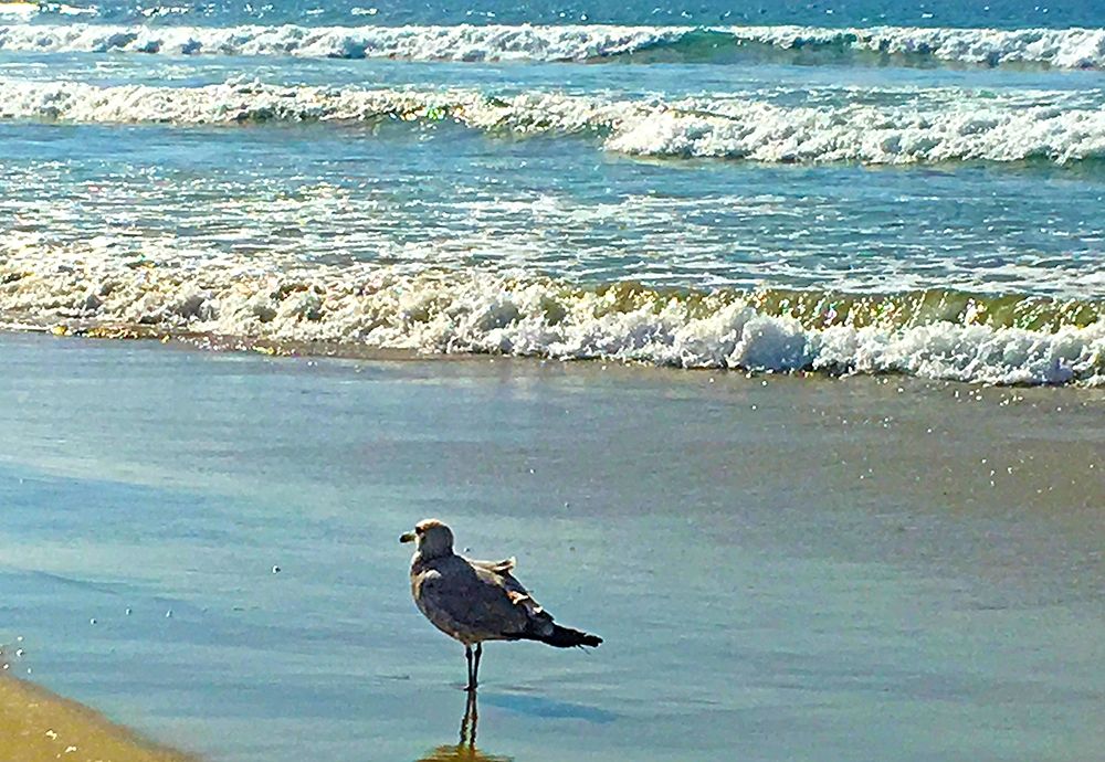 San Diego Seagull 2 art print by William Tenoever for $57.95 CAD