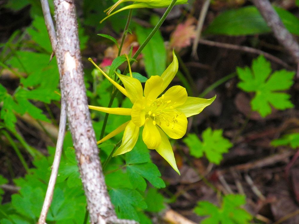 Columbine art print by William Tenoever for $57.95 CAD