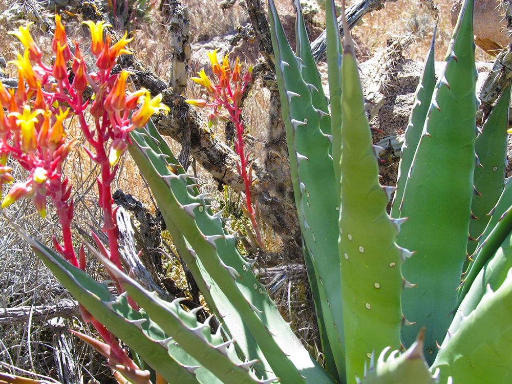 Rock Echeveria II W/ Agave art print by William Tenoever for $57.95 CAD