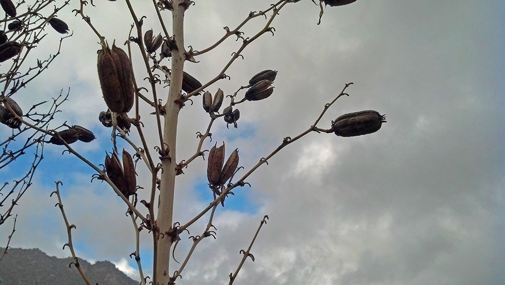 Yucca Pods art print by William Tenoever for $57.95 CAD