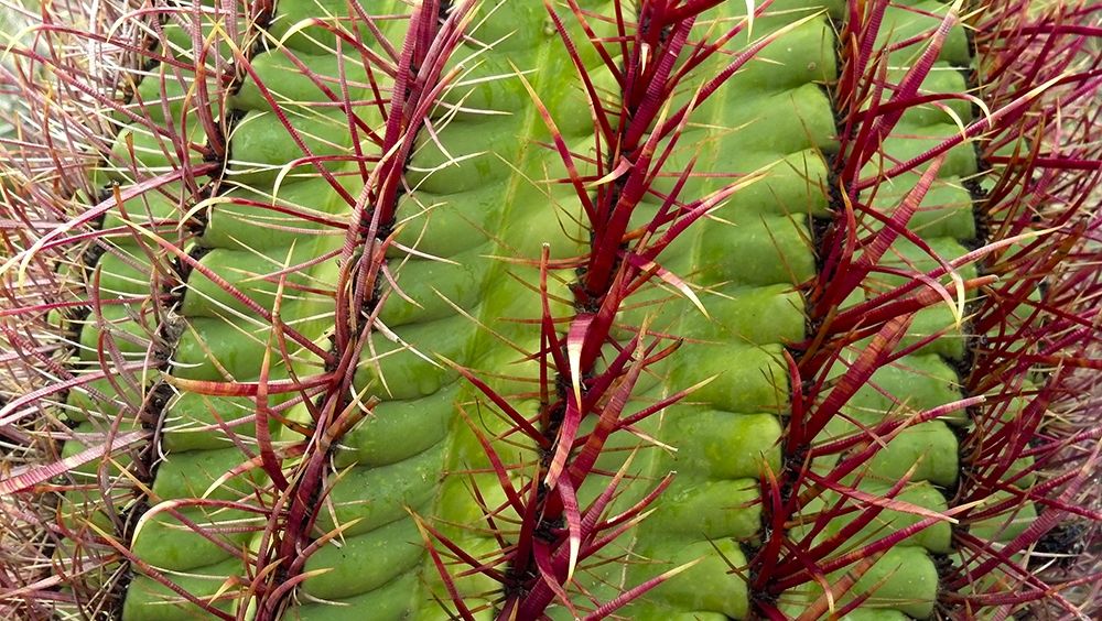 Barrel Cactus art print by William Tenoever for $57.95 CAD