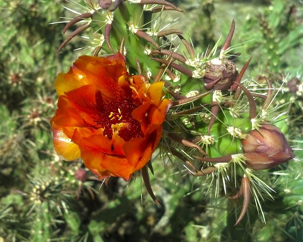 Cholla Bloom I art print by William Tenoever for $57.95 CAD