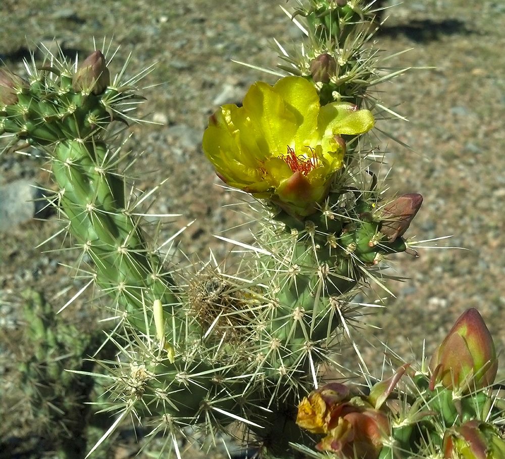 Cholla Bloom II art print by William Tenoever for $57.95 CAD