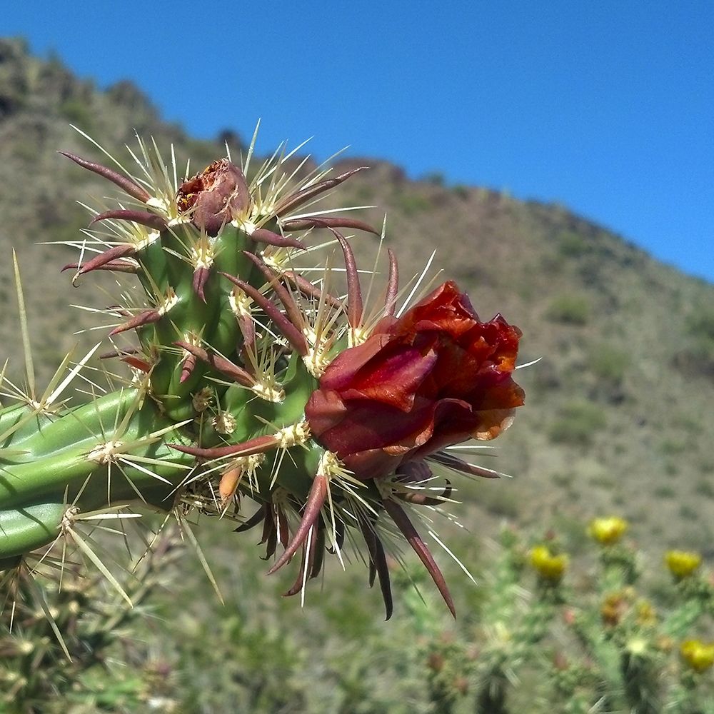 Cholla Bloom III art print by William Tenoever for $57.95 CAD