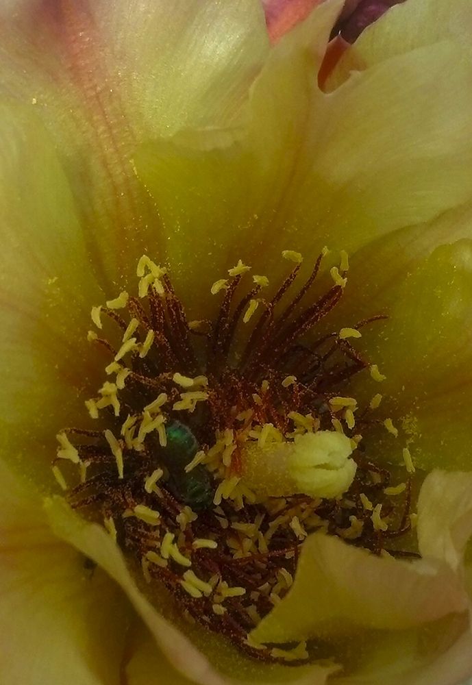 Cholla Bloom VI art print by William Tenoever for $57.95 CAD