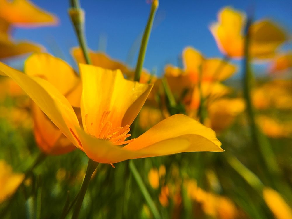 Wildflower VII art print by William Tenoever for $57.95 CAD