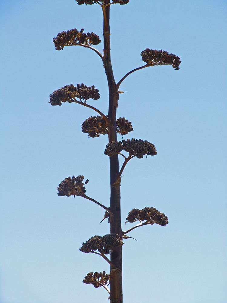 Century Plant II art print by William Tenoever for $57.95 CAD