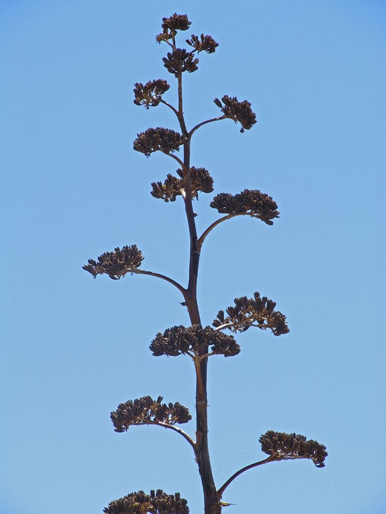 Century Plant III art print by William Tenoever for $57.95 CAD