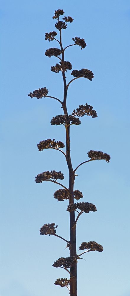 Century Plant IV art print by William Tenoever for $57.95 CAD
