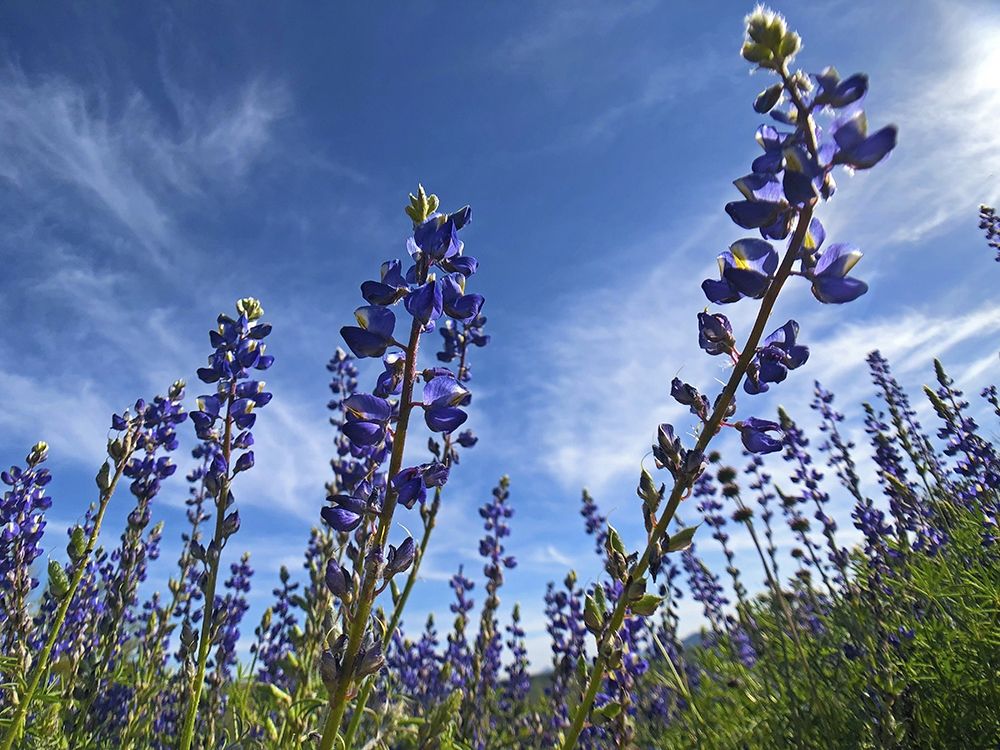 Wildflowers XI, Lupine art print by William Tenoever for $57.95 CAD