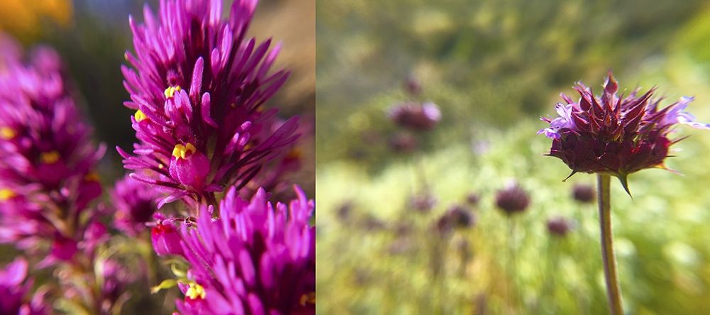 Wildflowers Collage I art print by William Tenoever for $57.95 CAD