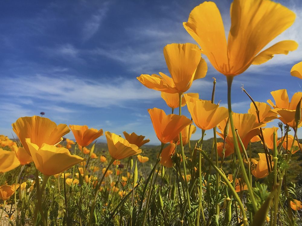 Wildflowers XII art print by William Tenoever for $57.95 CAD