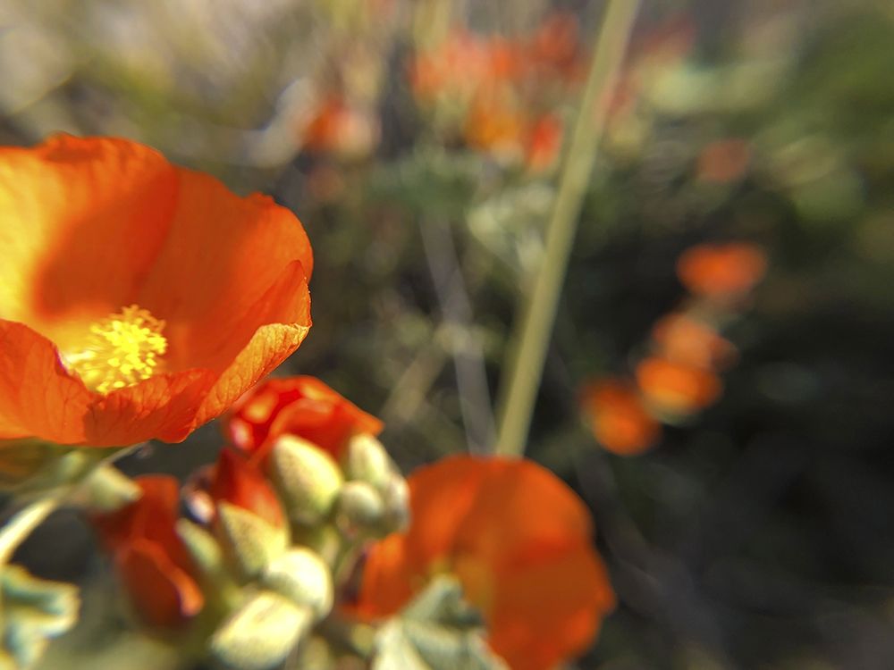 Wildflowers XIV art print by William Tenoever for $57.95 CAD