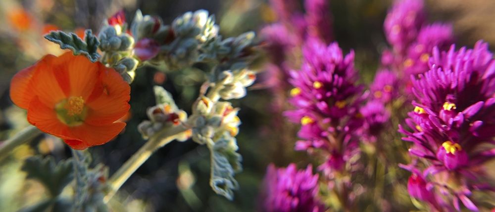 Wildflowers XIII, Collage art print by William Tenoever for $57.95 CAD