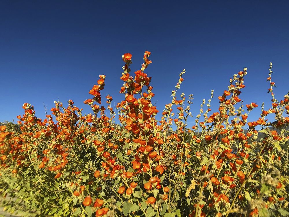 Wildflowers XXIII art print by William Tenoever for $57.95 CAD