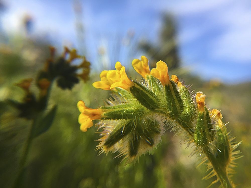 Wildflowers XXVI art print by William Tenoever for $57.95 CAD