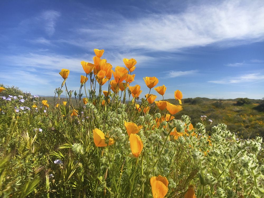 Wildflowers XXVII art print by William Tenoever for $57.95 CAD