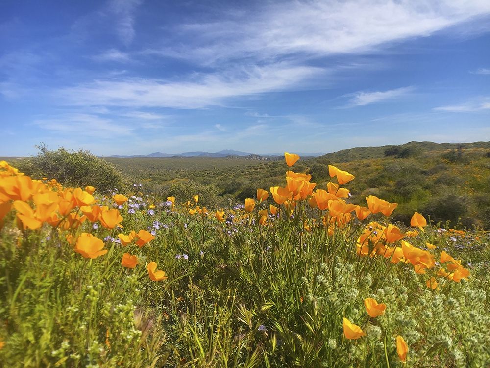 Wildflowers XXVIII art print by William Tenoever for $57.95 CAD