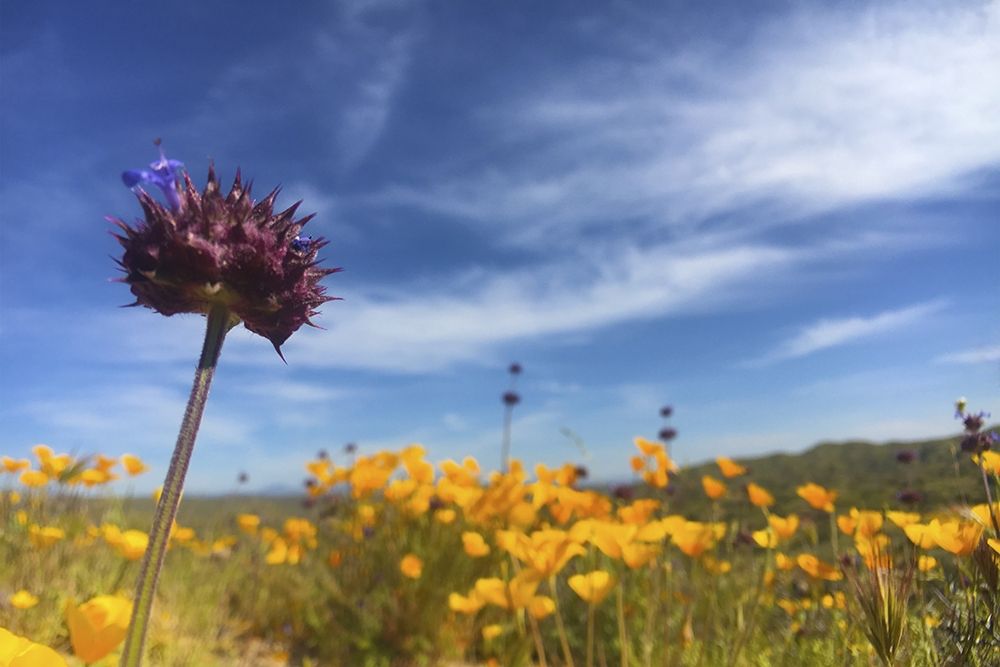 Wildflowers XXXIII art print by William Tenoever for $57.95 CAD