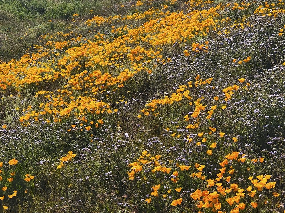 Wildflowers XXVI art print by William Tenoever for $57.95 CAD