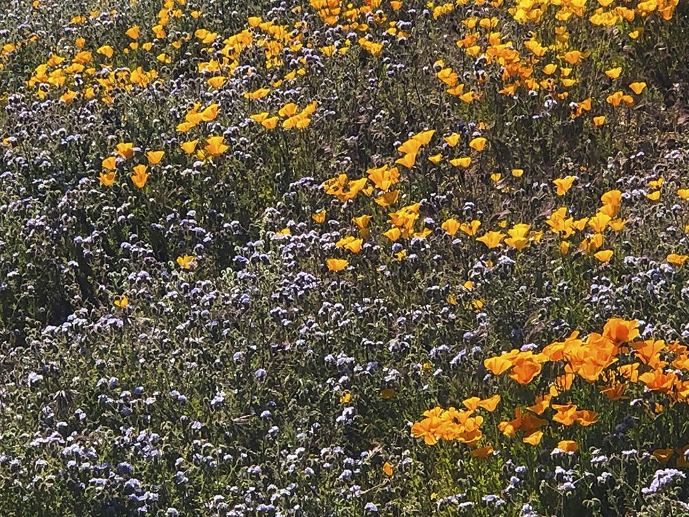 Wildflowers XXVII art print by William Tenoever for $57.95 CAD