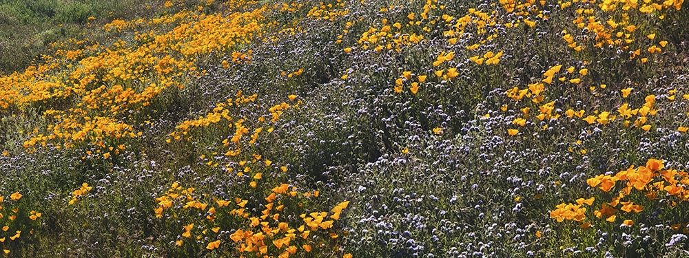 Wildflowers XXVIII art print by William Tenoever for $57.95 CAD