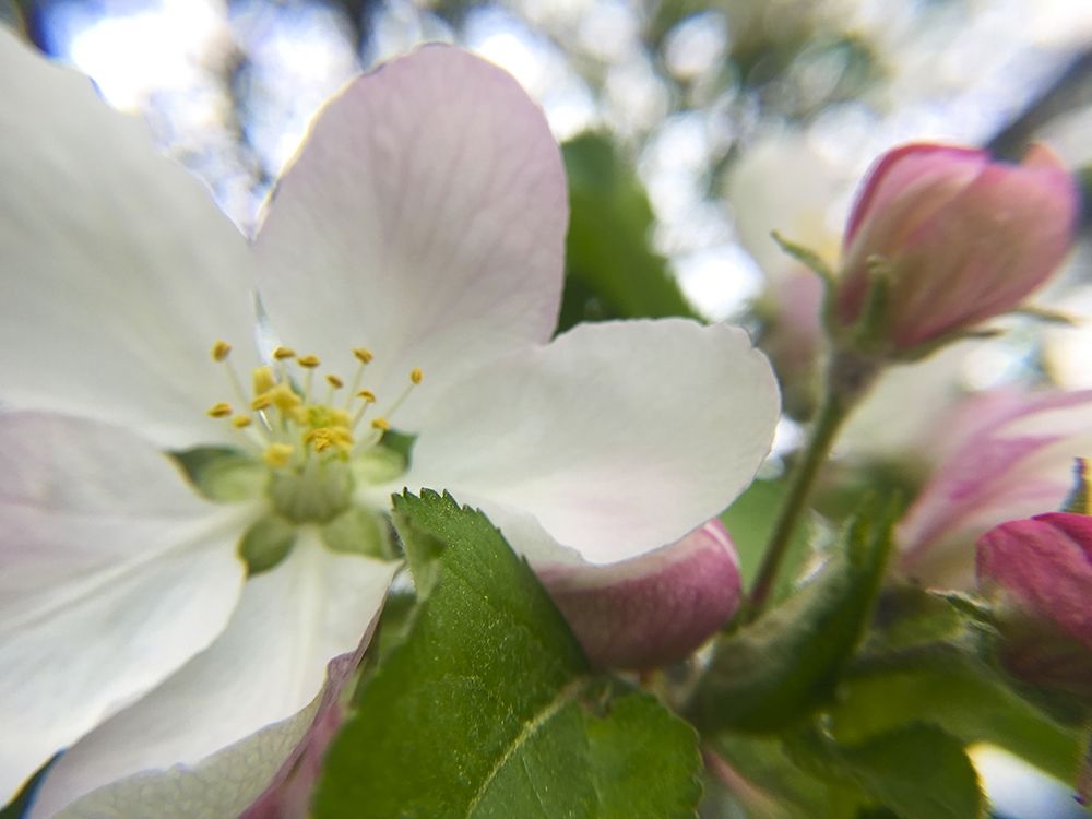 Apple Blossoms I art print by William Tenoever for $57.95 CAD