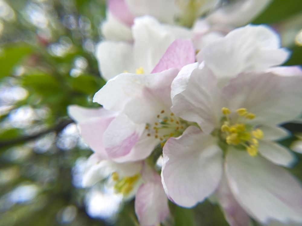Apple Blossoms II art print by William Tenoever for $57.95 CAD