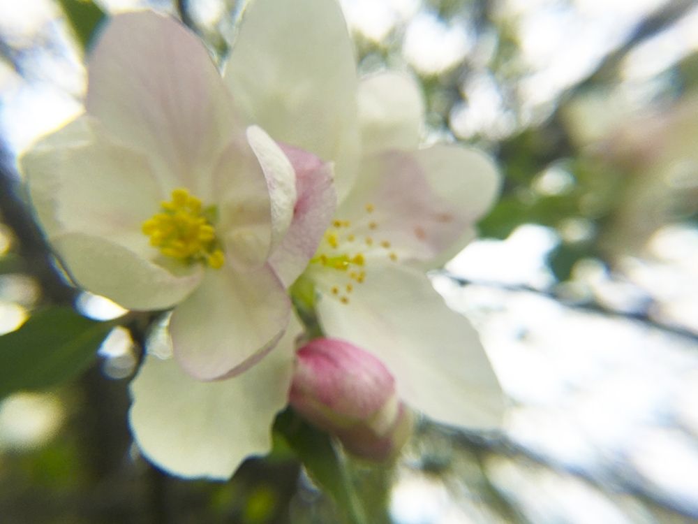 Apple Blossoms III art print by William Tenoever for $57.95 CAD