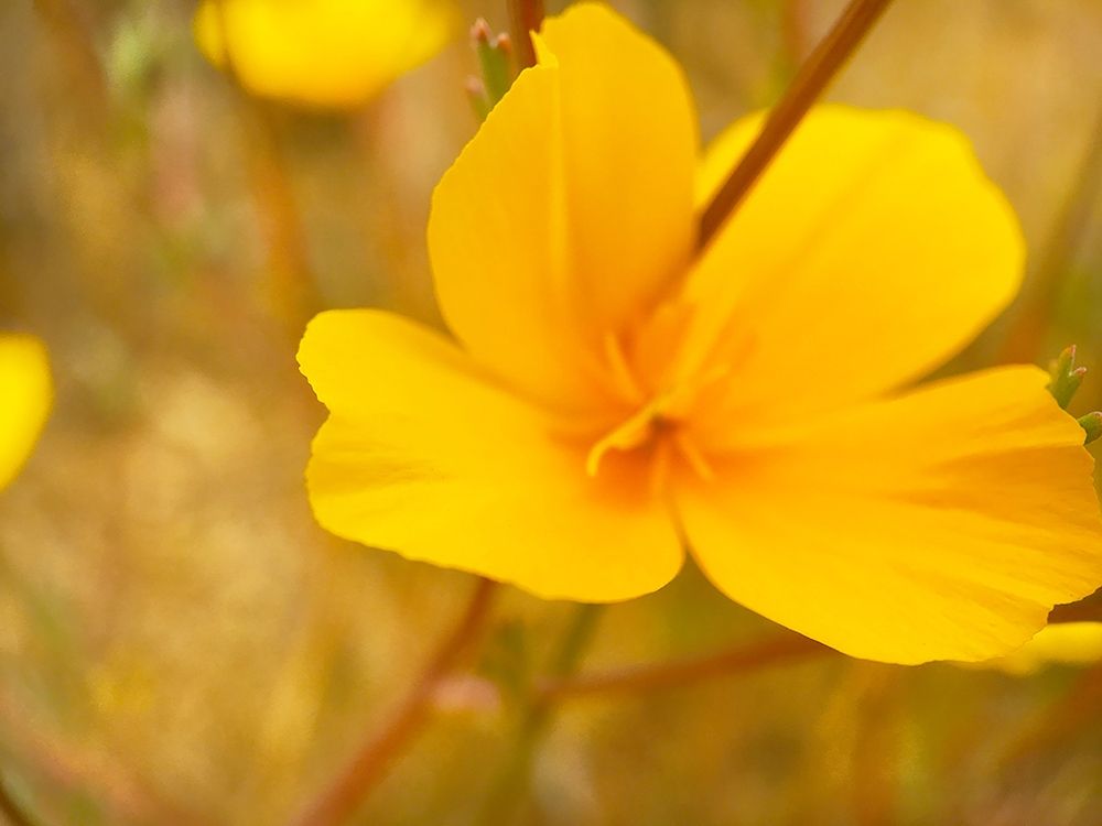 Wildflowers XXXV art print by William Tenoever for $57.95 CAD