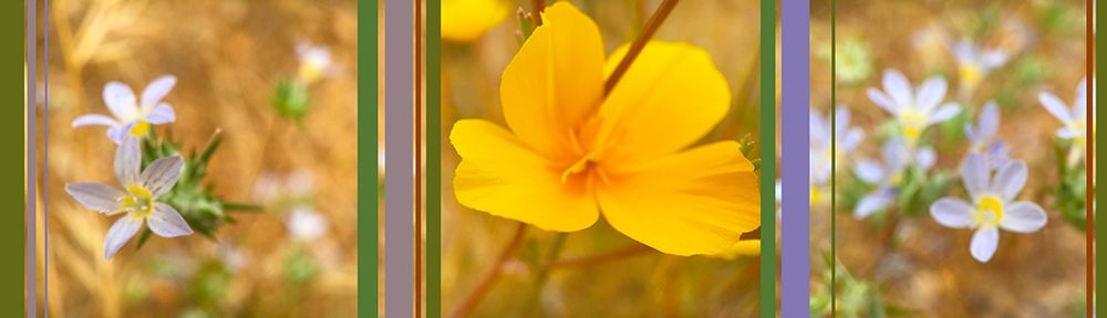 Wildflowers Collage VI art print by William Tenoever for $57.95 CAD