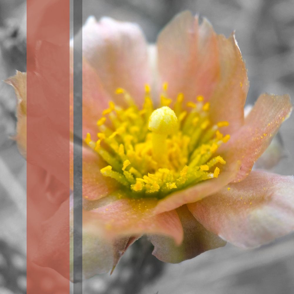 Cactus Flower BandW I B art print by William Tenoever for $57.95 CAD