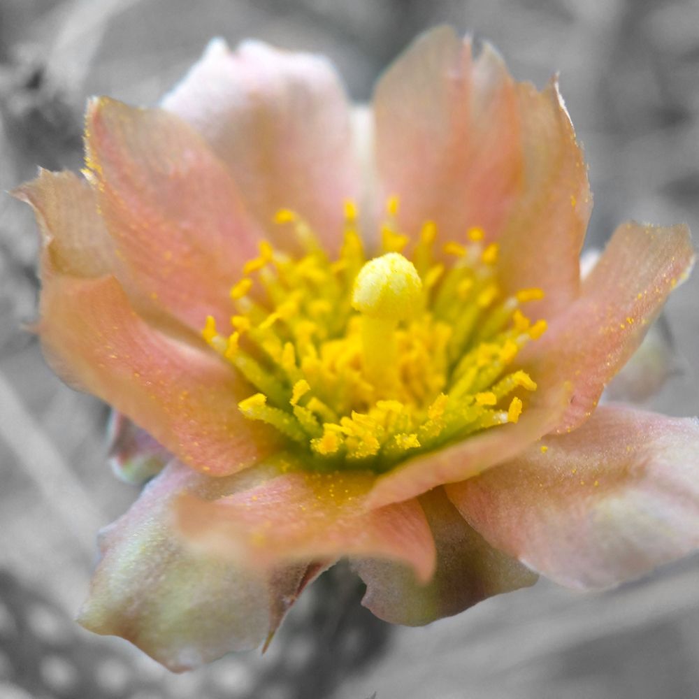 Cactus Flower BandW I art print by William Tenoever for $57.95 CAD