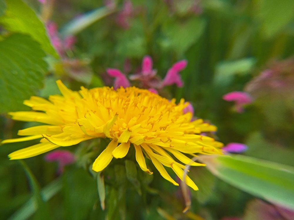 Dandelion art print by William Tenoever for $57.95 CAD